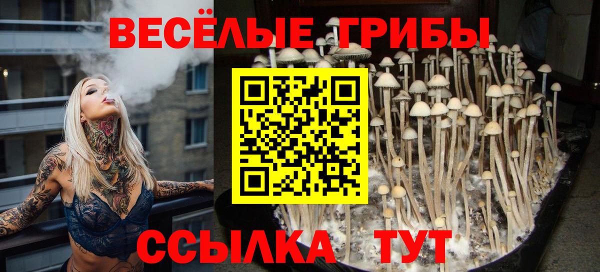 Протвино  Галлюциногенные грибы Psilocybe  Вход с VPN 